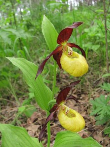 Венерин башмачок желтый (настоящий) (Cypripedium calceolus)