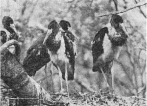 Семья черного аиста (Ciconia nigra) на гнезде.  Верховья р. Псковы, 5 августа 1980 г. Фото И. В. Ильинского. 