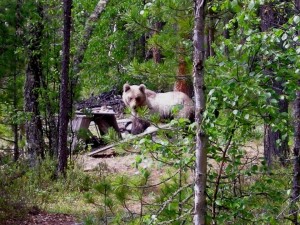 Медведь у таежной избушки (фото М.Р. Бекленищевой)