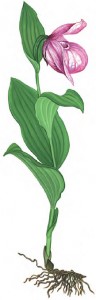 Венерин башмачок крупноцветковый