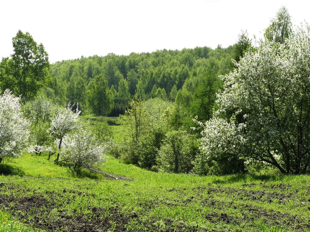 Сибирский ботанический сад | Интернет-конкурс «Чудеса природы Томской  области»