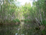 памятник природы «Озерно-речная система «Польто»_р_Язевая.jpg