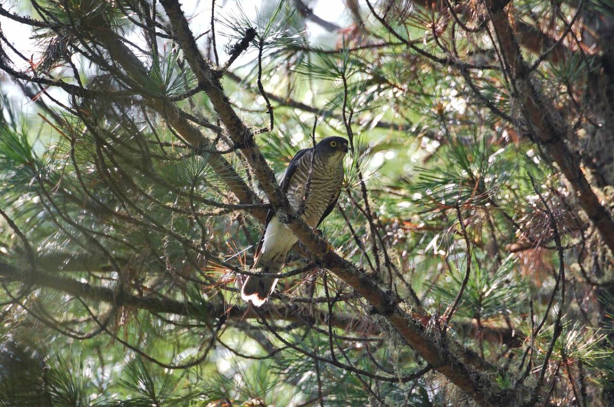 водка снегирь фото. гулярис форум о птицах. лесной каменный дрозд. перепелятников сергей. гулярис форум о птицах.