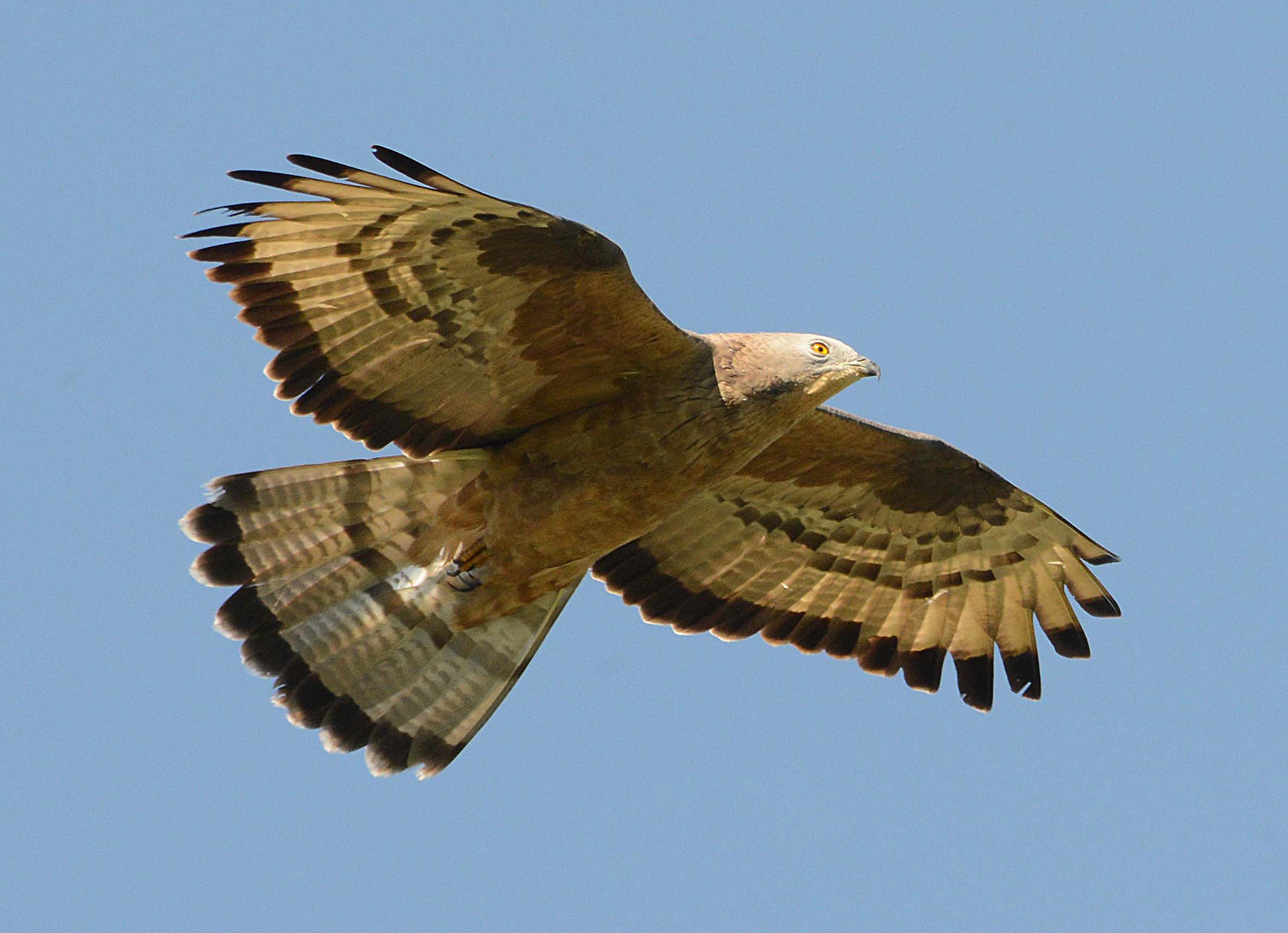 Обыкновенный осоед - Pernis apivorus (Linnaeus, 1758). Осоед обыкновенный ареал. Сокол осоед. Щур осоед.