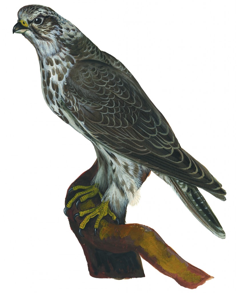 Кречет Falco rusticolus