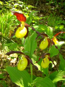 Венерин башмачок настоящий – Cypripedium calceolus L « Красная книга Томской области