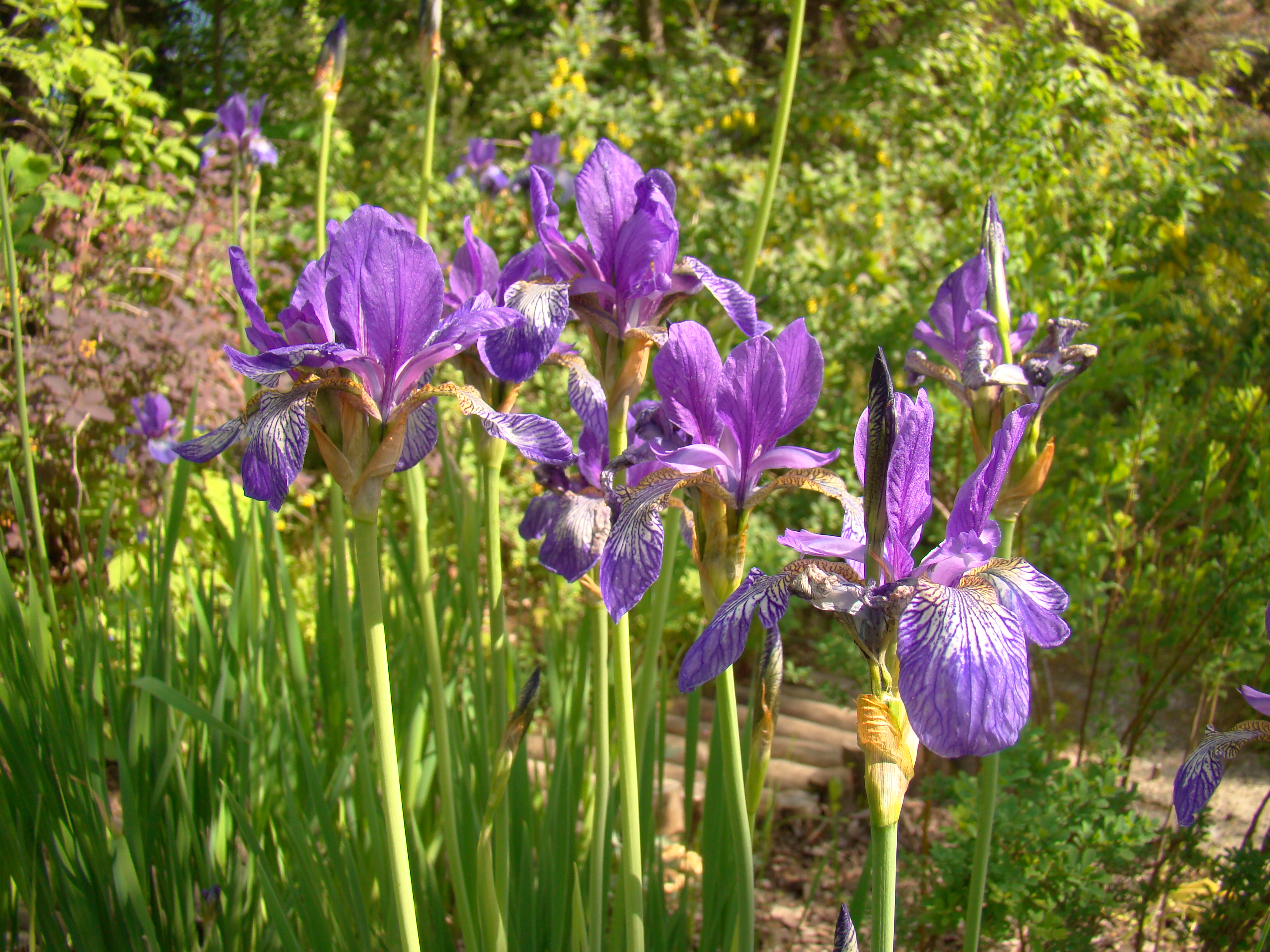 Ирис Сибирский Iris sibirica. Ирис Сибирский Карриер. Ирис Сибирский Лаула. Ирис Сибирский пурплишиоз.