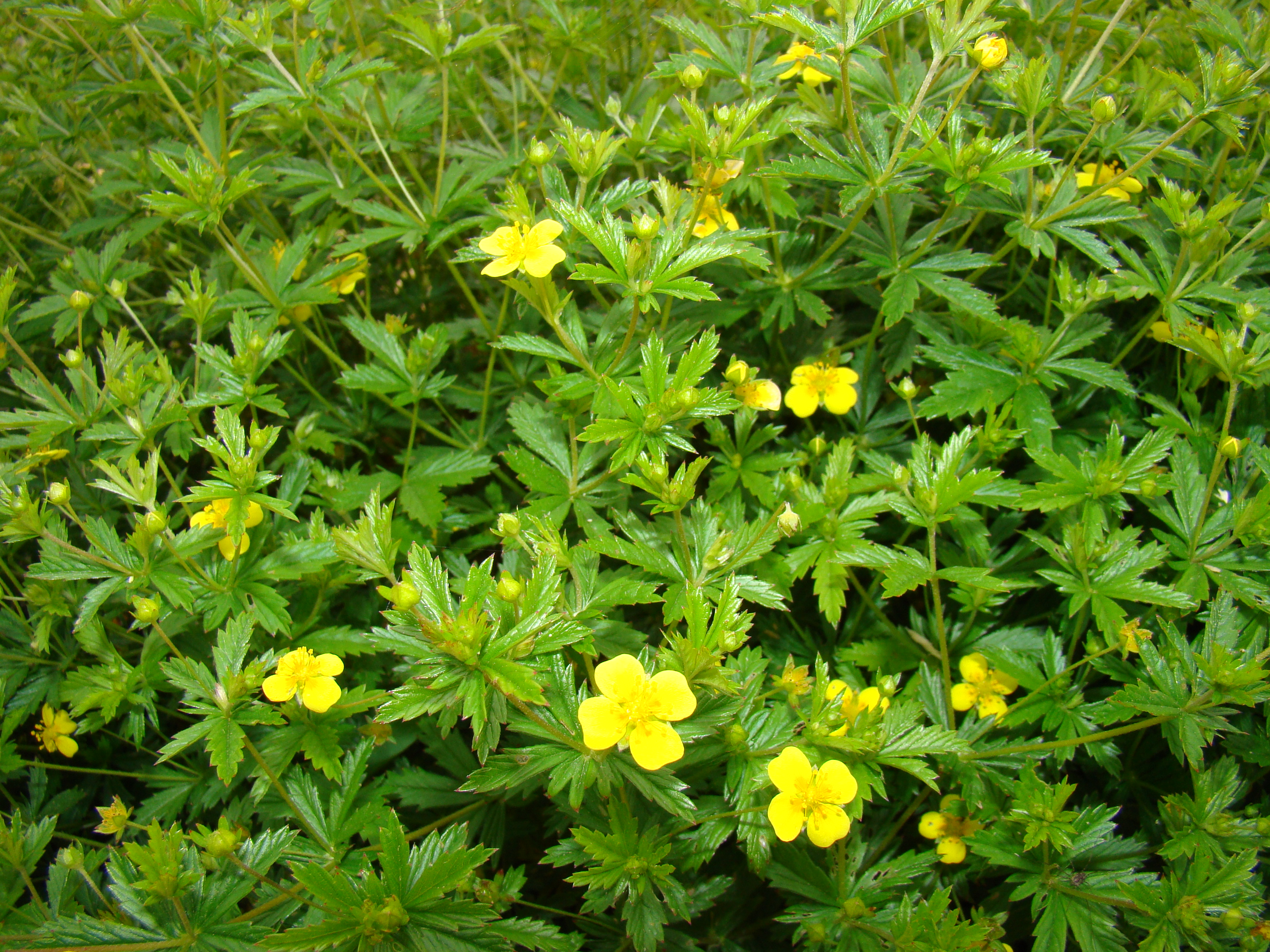 Лапчатка аптека. Potentilla erecta. Лапчатка прямостоячая ареал. Лапчатка семейство. Лапчатка прямостоячая формула.