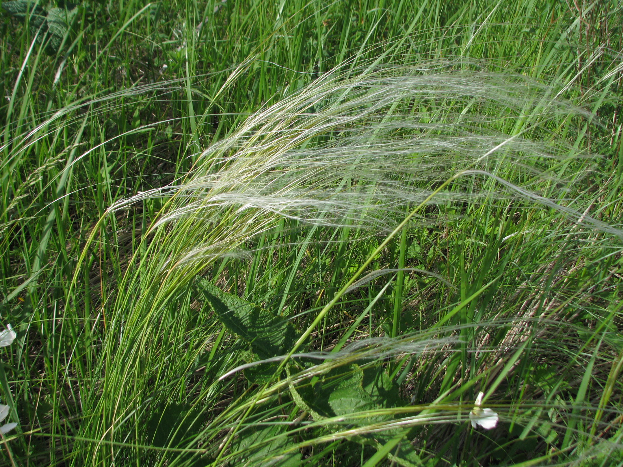 Ковыль характеристика. Stipa pennata. Ковыль-волосатик. Ковыль перистый красная книга Пензенской области. Stipa pennata / Hordeum jubatum.