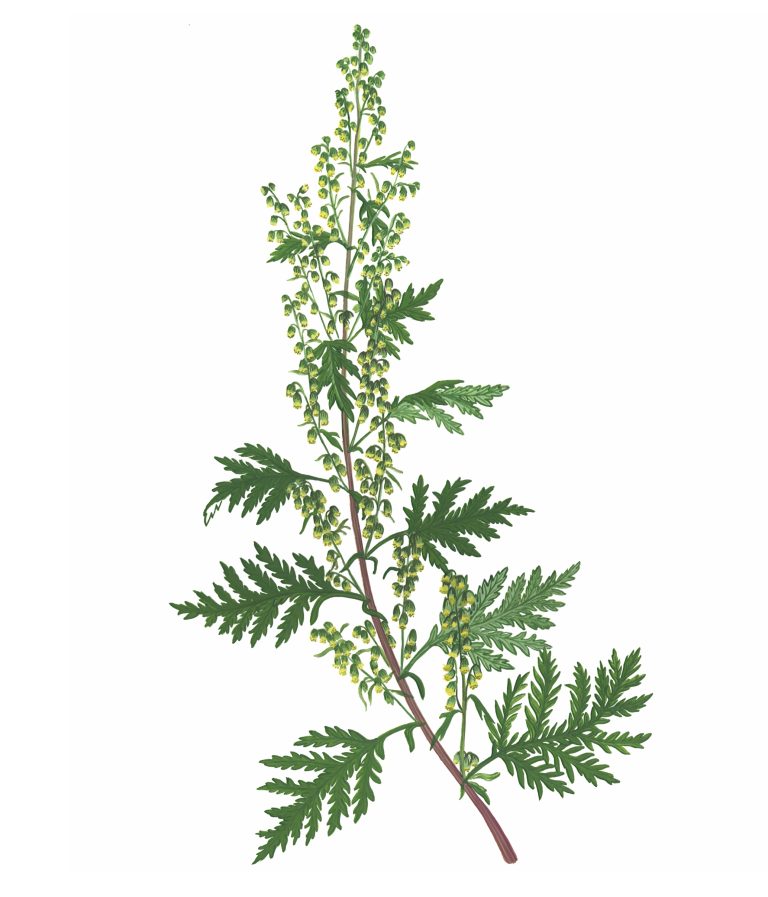 Полынь Гмелина – Artemisia gmelinii Web. ex Stechm. « Красная книга ...